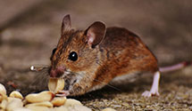 24 Hour & Emergency Exterminators in Pittsfield, MA